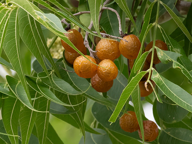 Western soapberry - Fruit / Photo Credit: Tom Lebsack