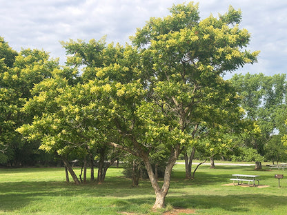 Western soapberry - Tree / Photo Credit: Tom Lebsack