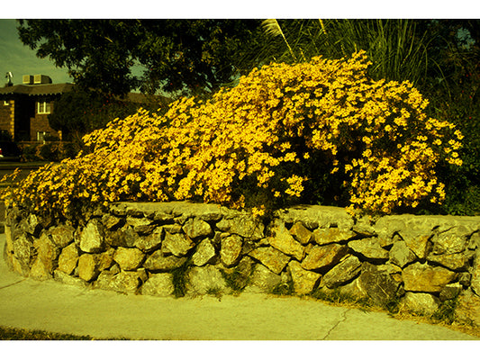 Copper Canyon Daisy (Tagetes lemmonnii)