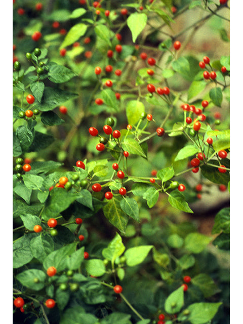 Chile Pequin (Capsicum annuum var. glabriusculum)