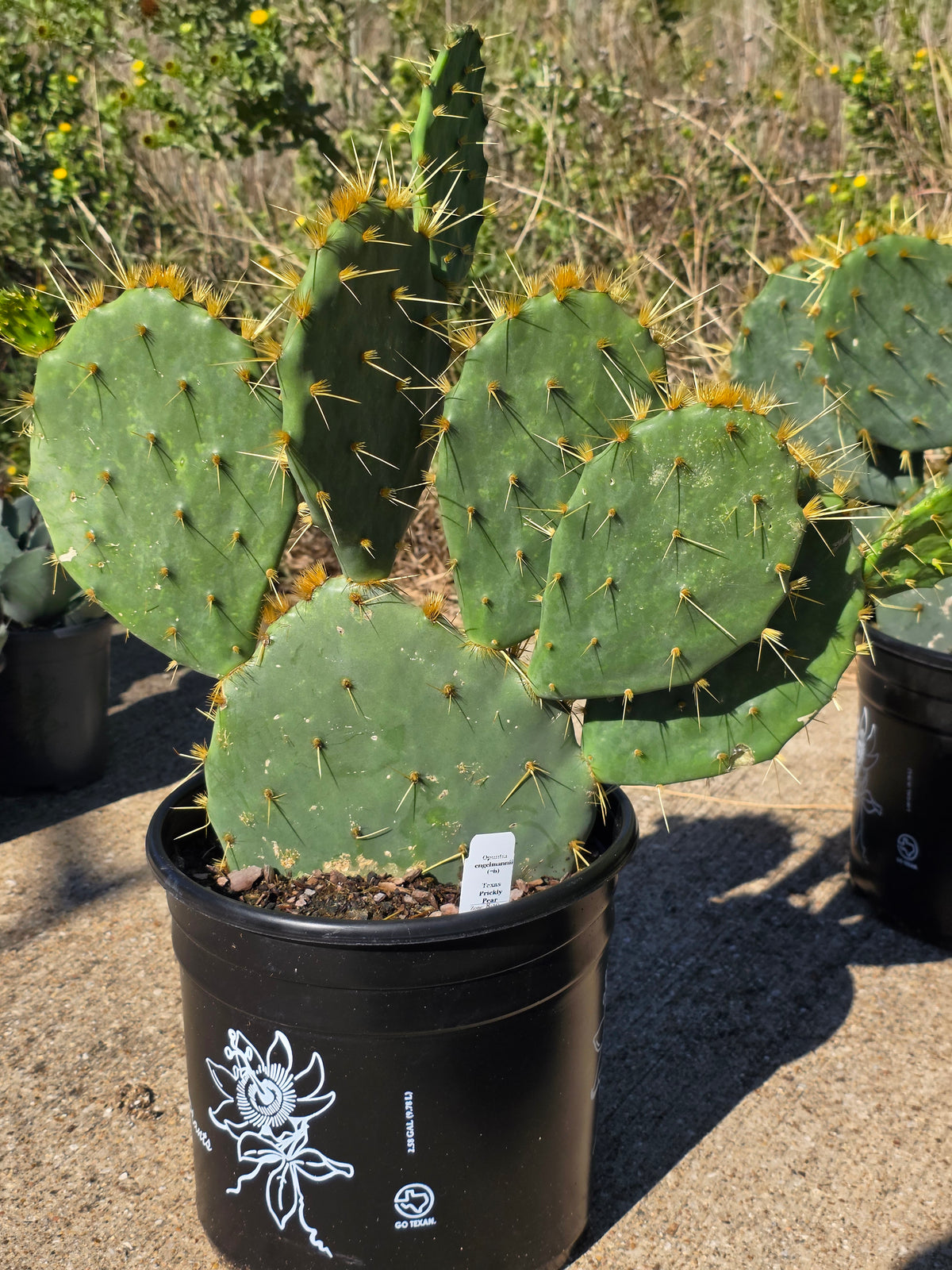 Engelmann’s Prickly Pear / Photo Credit: Michaela Kral