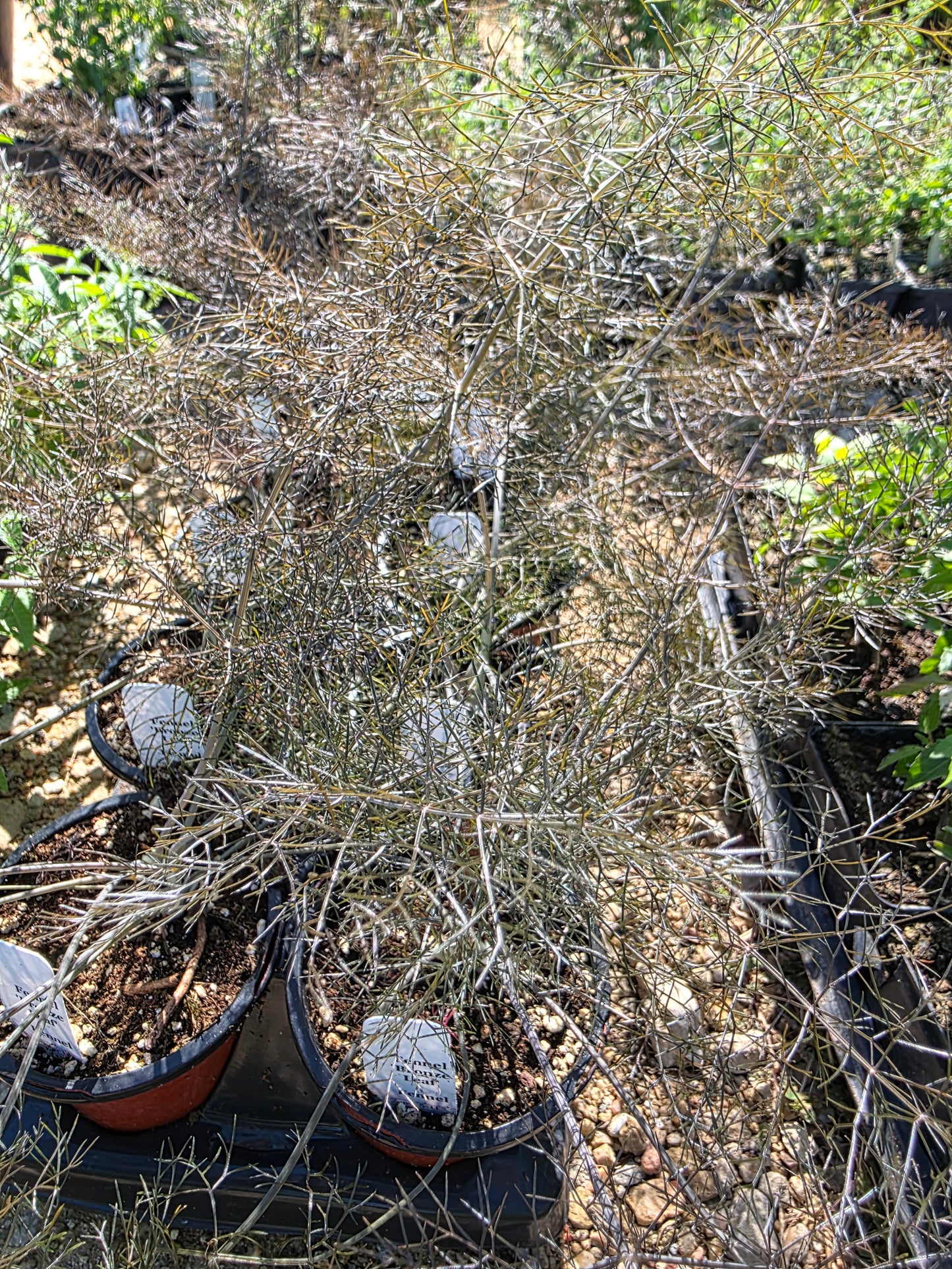 Bronze Fennel (Foeniculum vulgare)