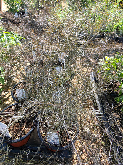 Bronze Fennel (Foeniculum vulgare)