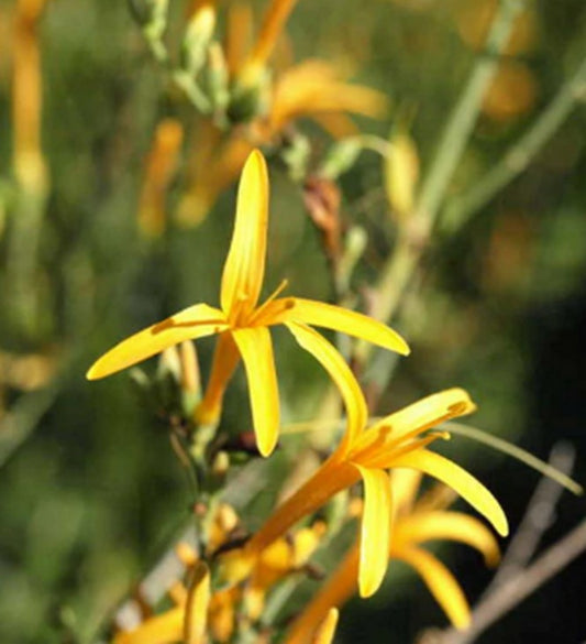 Flame Acanthus 'Benny's Gold' (Anisacanthus caudrifidus var wrightii ‘Benny’s Gold’)