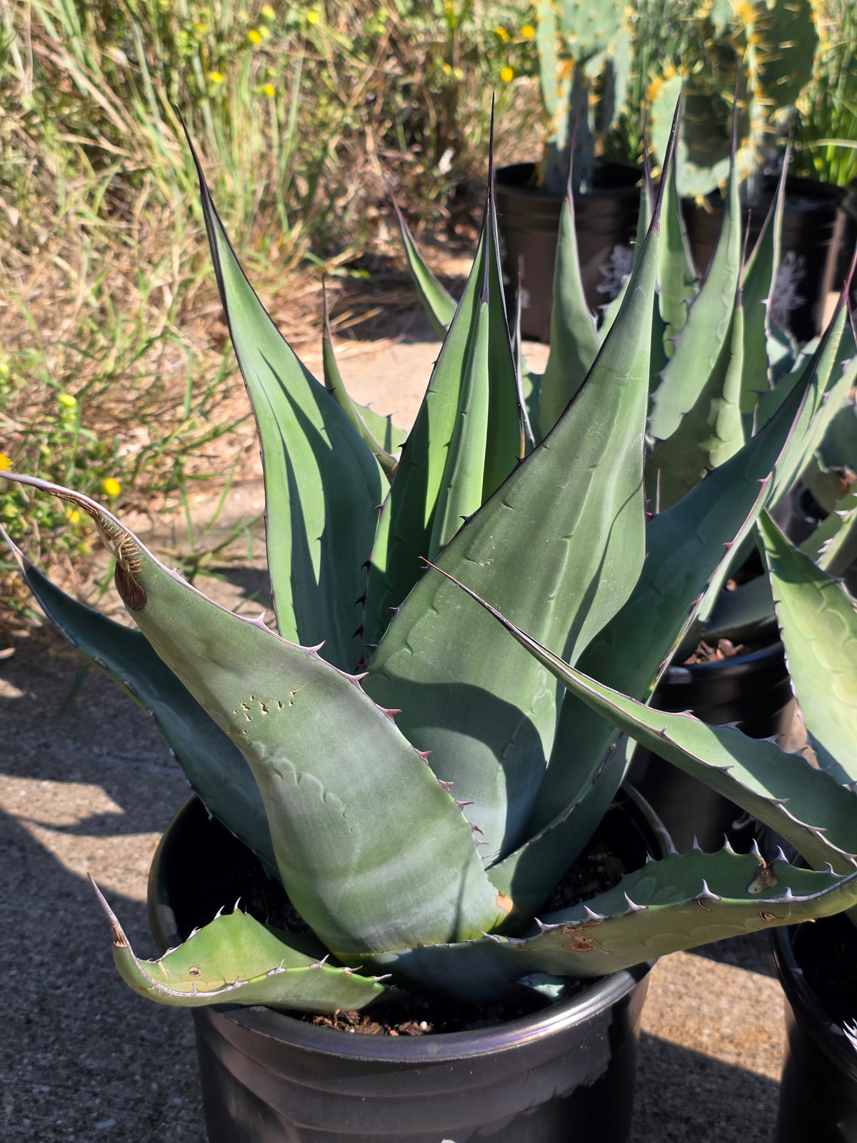 Havard Agave 3 gal / Photo credit: Michaela Kral