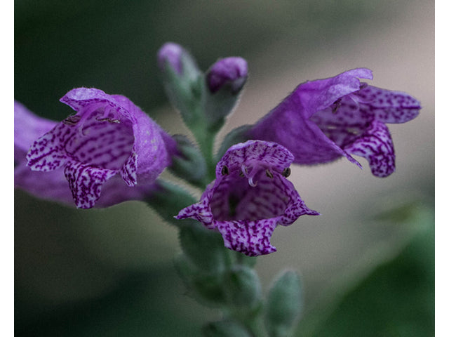 Correll's False Dragonhead (Physostegia correllii)