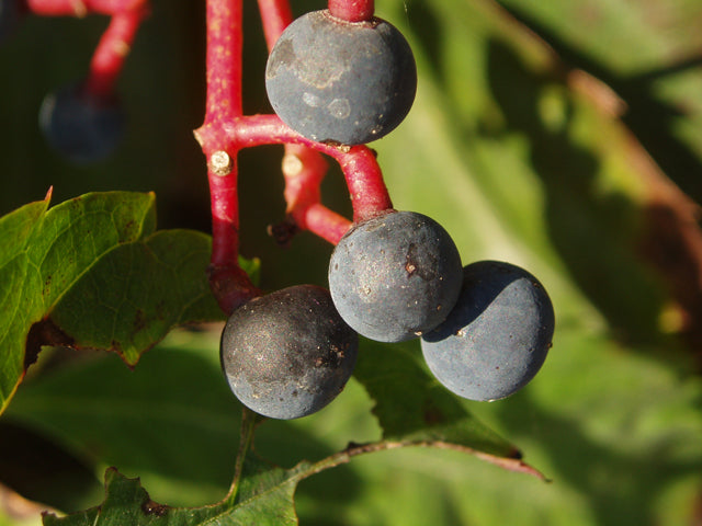 Virginia creeper - Close-up of ripe fruit / Photo Credit: Julie Makin