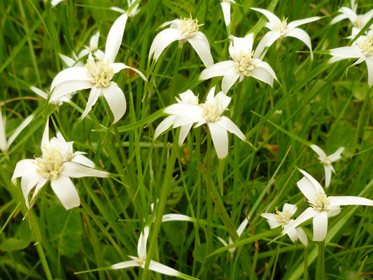 White Topped Sedge (Rhynchospora colorata)