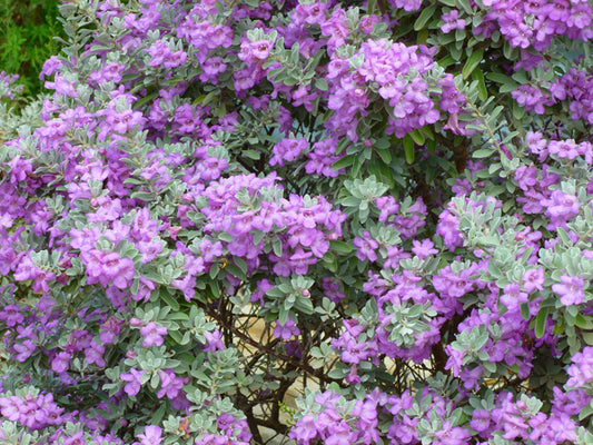 Green Texas Sage, Compact (Leucophyllum frutescens 'Compacta')