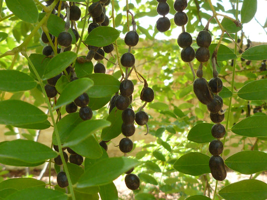 Eve's Necklace (Styphnolobium affine)