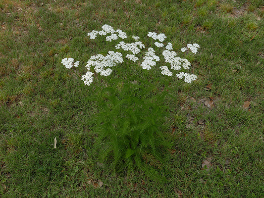 White Yarrow (Achillea millefolium)