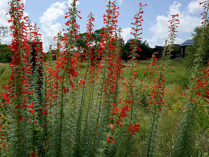 Standing Cypress (Ipomopsis rubra) - ORGANICALLY GROWN