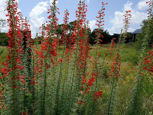 Standing Cypress (Ipomopsis rubra) - ORGANICALLY GROWN