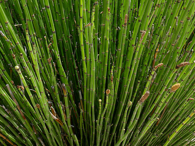 Horsetail reed - Stems / Photo Credit: Lee Page
