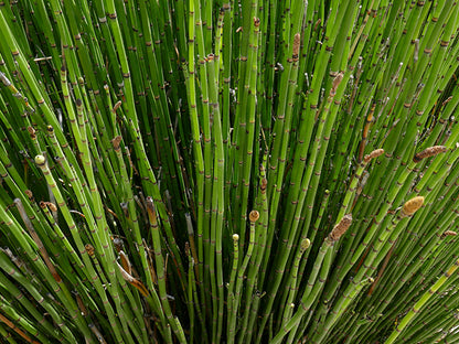 Horsetail reed - Stems / Photo Credit: Lee Page