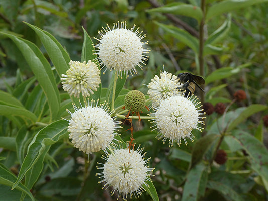 Buttonbush (Cephalanthus occidentalis)