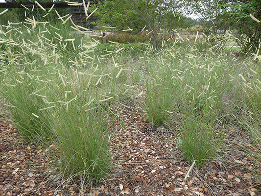 Blue Grama (Bouteloua gracilis)