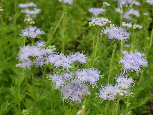 Gregg’s Mistflower (Conoclinium greggii)