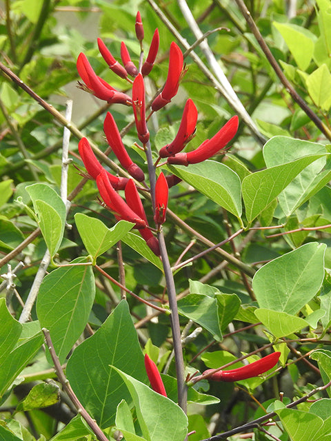 Coralbean (Erythrina × bidwillii)