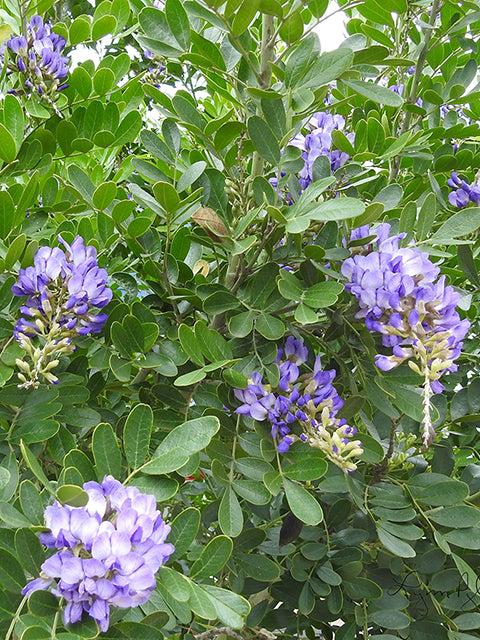 Texas Mountain Laurel (Dermatophyllum secundiflora)