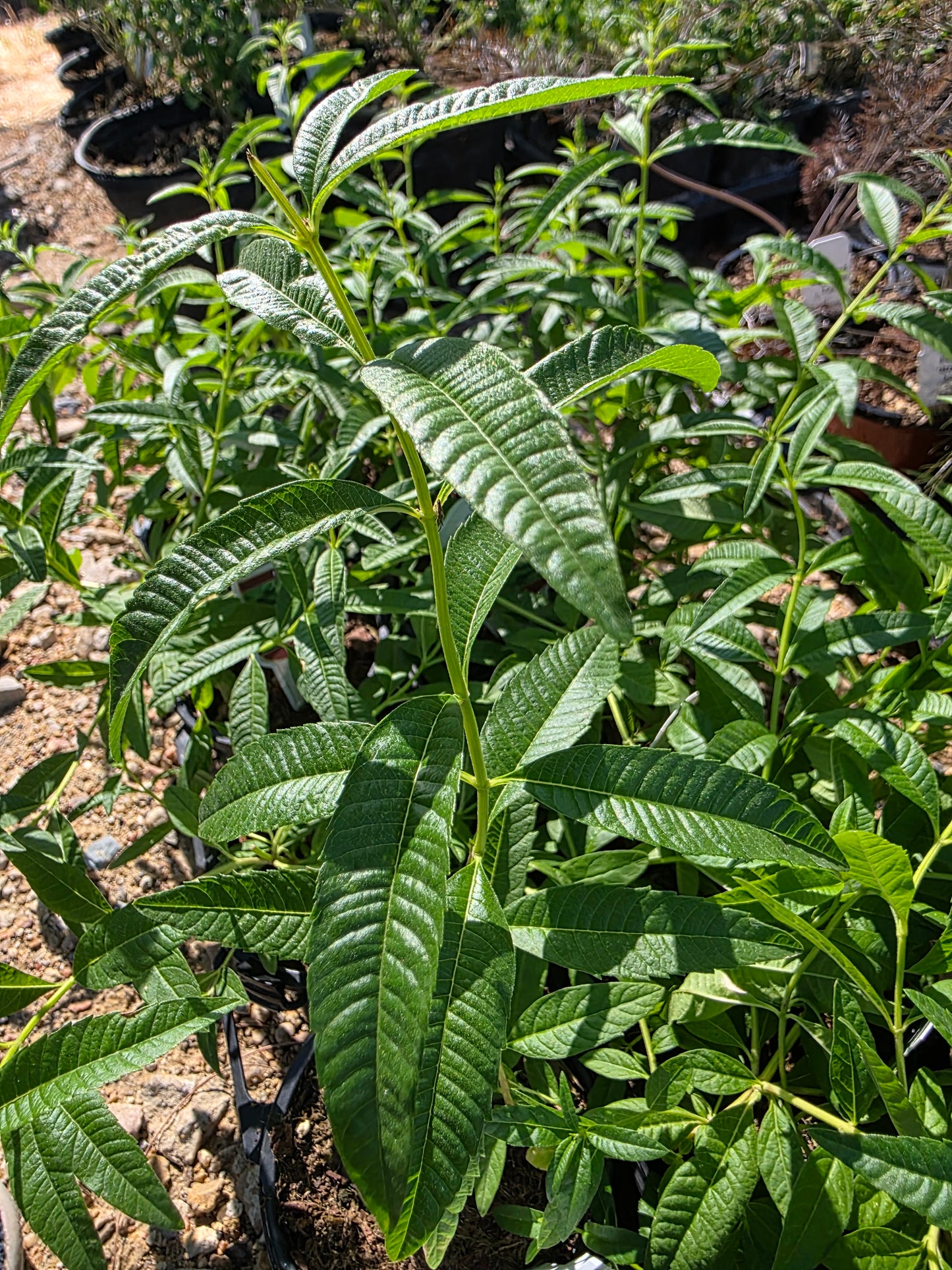 Lemon Verbena (Aloysia citriodora aka Lippia citriodora)