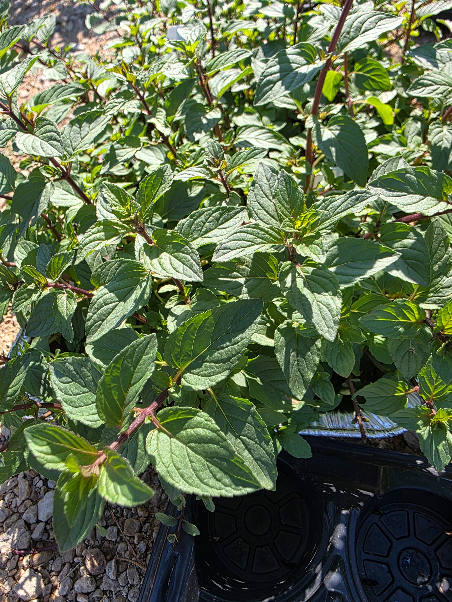 Mint 'Peppermint Upright' (Mentha × piperita)