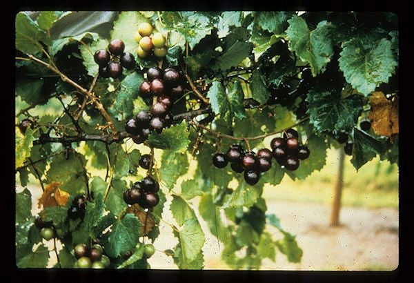 Muscadine Grapes on vine / Photo Credit: NCSU CommServices