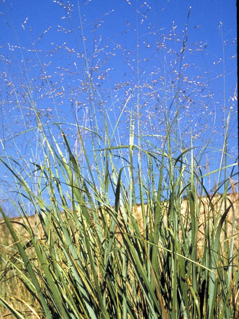 Switchgrass (Panicum virgatum)