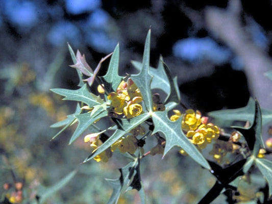 Agarita (Mahonia trifoliolata)