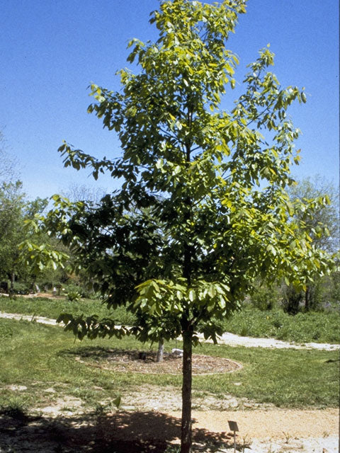 Mexican White Oak (Quercus polymorpha)