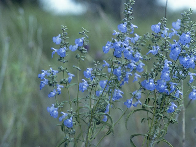 Pitcher sage / Photo Credit: W.D. and Dolphia Bransford