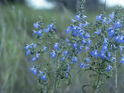 Pitcher sage / Photo Credit: W.D. and Dolphia Bransford