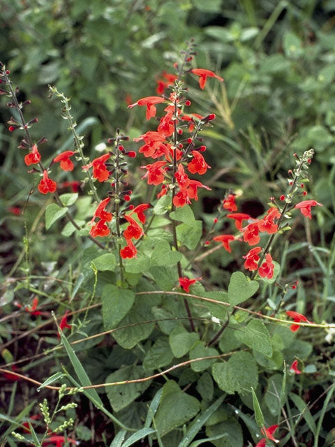 Tropical Red Sage (Salvia coccinea)
