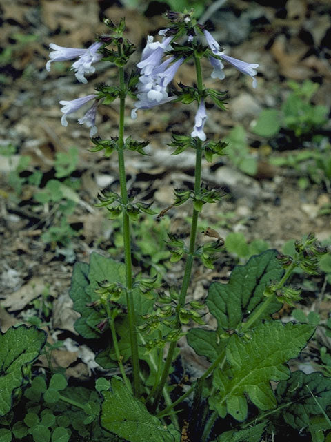 Lyreleaf Sage (Salvia lyrata)
