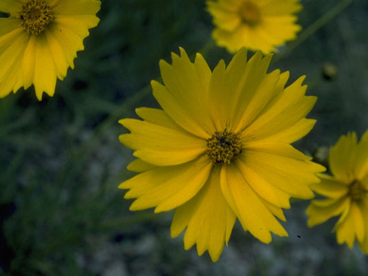Lance-leaf Coreopsis (Coreopsis lanceolata)