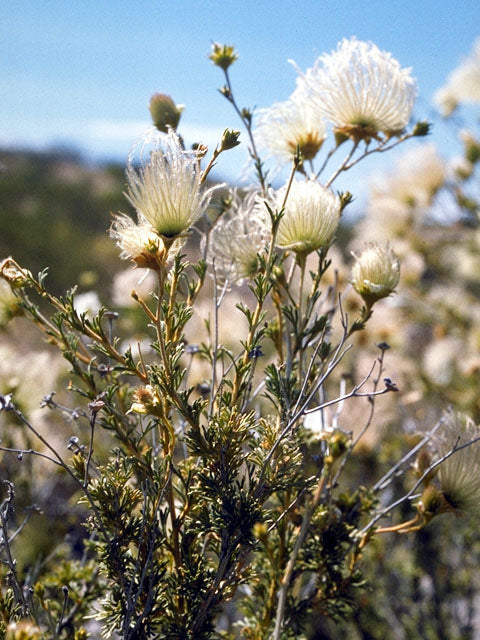 Apache Plume / Photo credit: Campbell and Lynn Loughmiller