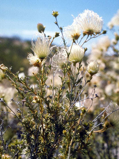 Apache Plume / Photo credit: Campbell and Lynn Loughmiller