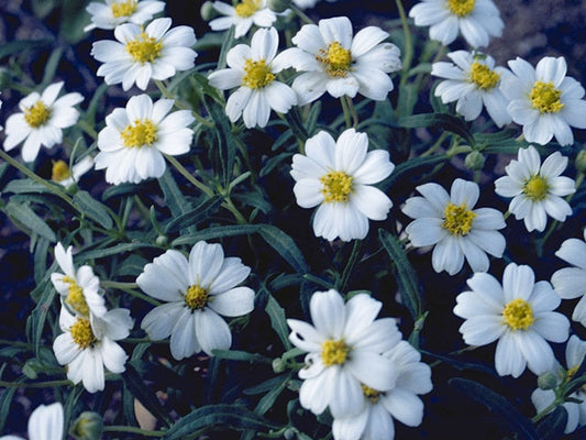 Blackfoot Daisy (Melampodium leucanthum)