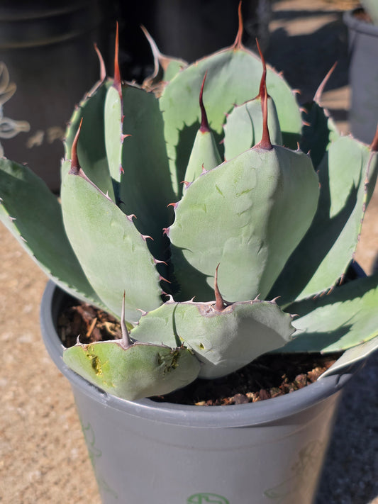 Parry's Agave 1 gallon / Photo credit: Michaela Kral