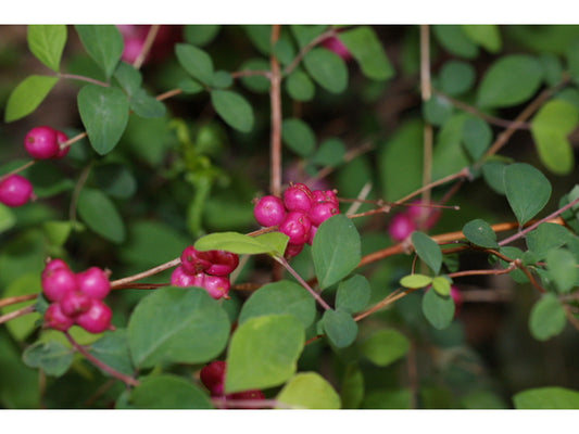Coralberry (Symphoricarpos orbiculatus)