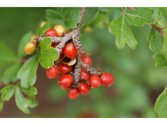 Aromatic Sumac (Rhus aromatica)