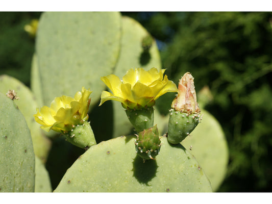 Spineless Prickly Pear (Opuntia ellisiana)