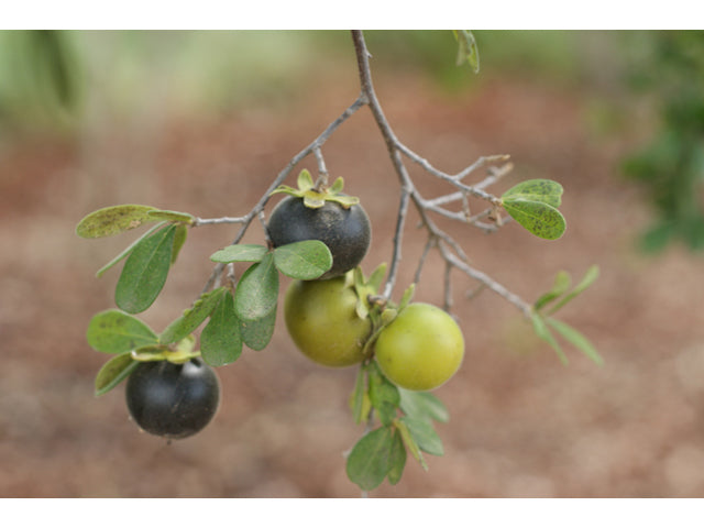 Texas persimmon - Branch with mature and immature fruit / Photo Credit: Ray Mathews