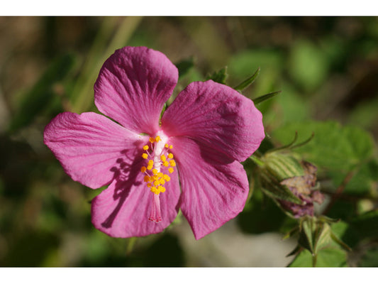 Rock Rose (Pavonia lasiopetala)