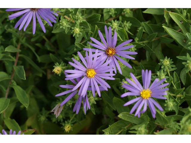 Fall Aster (Symphyotrichum oblongifolium)