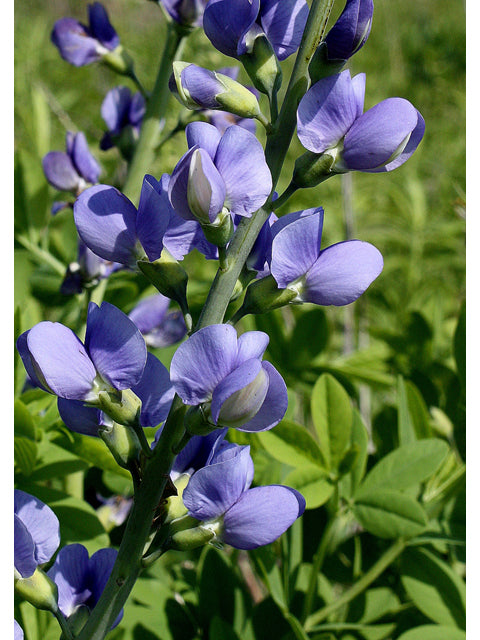 False Indigo / Photo credit: R.W. Smith