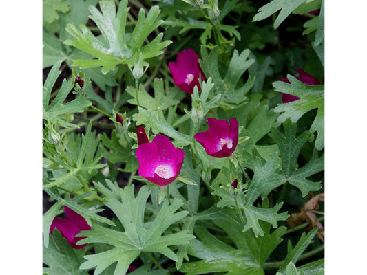 Winecup (Callirhoe involucrata)