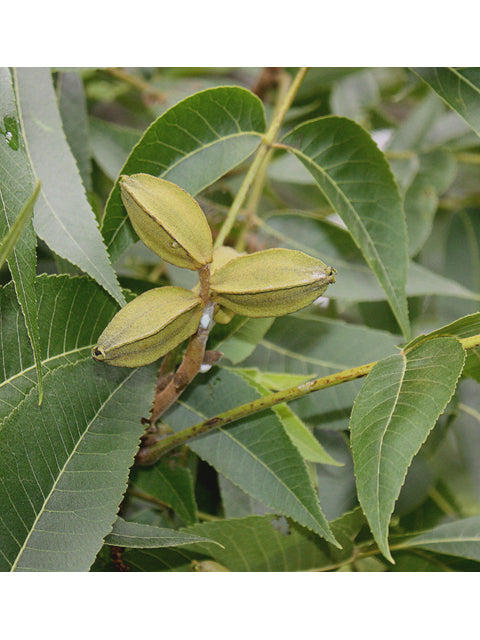 Pecan (Carya illinoinensis)