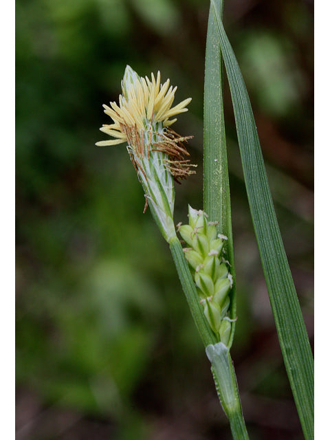 Woodland Sedge (Carex blanda)