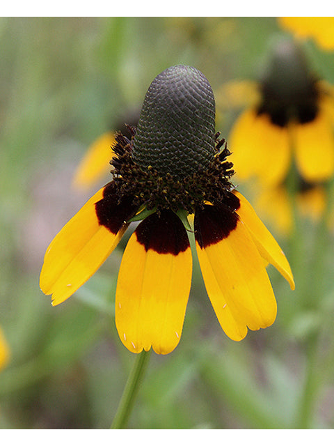 Clasping Coneflower (Dracopis amplexicaulis)
